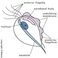 egg production