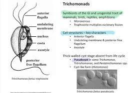 infectious bursa disease
