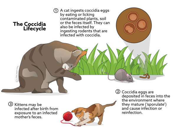 china feline enteritis