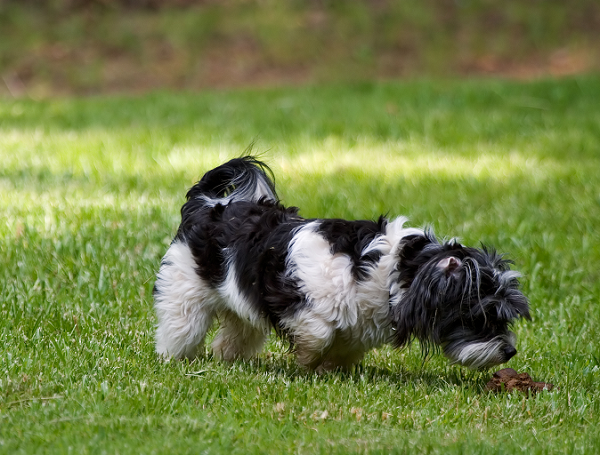 custom neomycin for dogs eyes