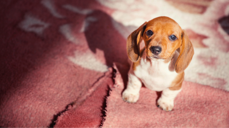 porcine eperythrozoon disease
