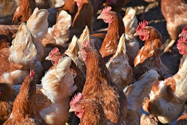 salmonella in vegetables factory